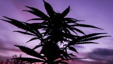 Social equity in cannabis legalization | Thaiger