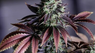 Ultimate guide to cannabis forums | Thaiger