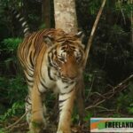 New tiger discovery in Chumphon province&#8217;s forests sparks transboundary patrol theory | Thaiger
