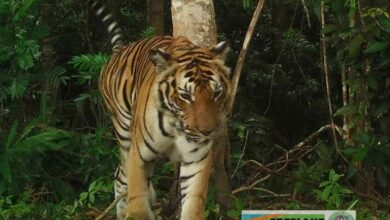 New tiger discovery in Chumphon province’s forests sparks transboundary patrol theory