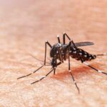 Zika alert: Hua Hin calls for pregnant women to undergo virus test | Thaiger