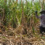 Thai processed sugar exports to China surge due to ACFTA | Thaiger