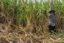 Thai processed sugar exports to China surge due to ACFTA
