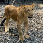 Thailand&#8217;s private ownership of lions raises safety concerns | Thaiger