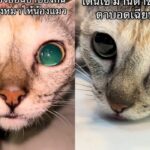 Cat in coma after receiving dog flea treatment | Thaiger