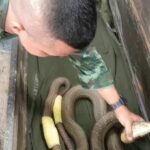 Critically injured giant king cobra saved by surgery in Sichon | Thaiger