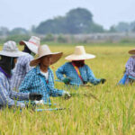 Thai farmers advised against off-season rice due to climate change | Thaiger