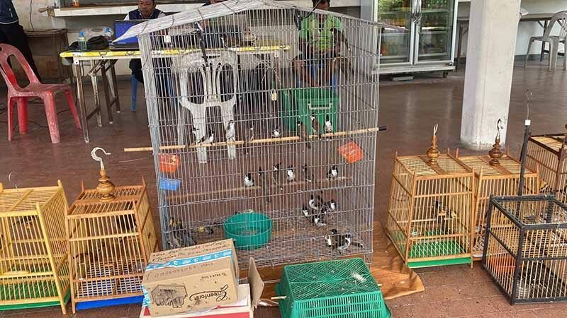 Mann arrestert i Songkhla for ulovlig nettsalg av beskyttede fugler |  Nyheter av Thaiger