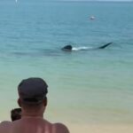 Whale of a time: Thai tourist&#8217;s video reels in awe with rare shark sighting near Koh Samet (video) | Thaiger