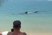 Whale of a time: Thai tourist’s video reels in awe with rare shark sighting near Koh Samet (video)