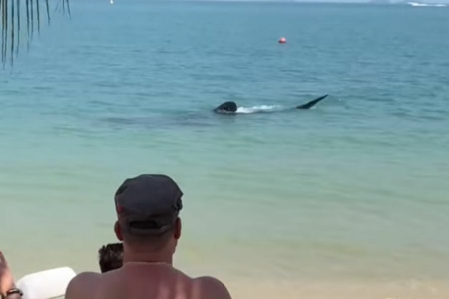 Whale of a time: Thai tourist’s video reels in awe with rare shark sighting near Koh Samet (video)