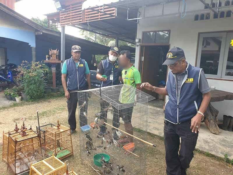 Mann arrestert i Songkhla for ulovlig nettsalg av beskyttede fugler |  Nyheter av Thaiger