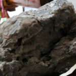 Ancient dinosaur fossils discovered in Khon Kaen