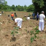Thailand could curb climate change impact with forest expansion | Thaiger