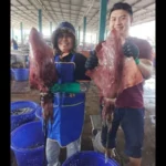 Unusual giant squids caught in Thailand spark online curiosity | Thaiger