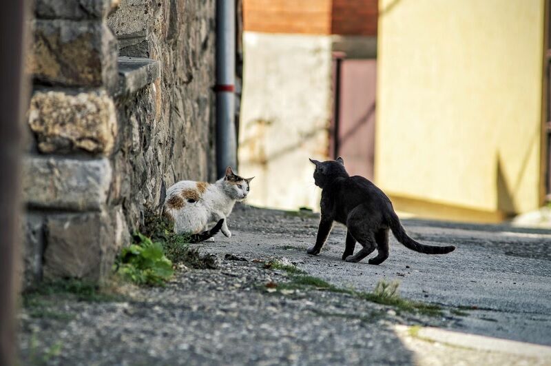 Can you adopt Thai stray cats? | News by Thaiger