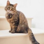 Can you adopt Thai stray cats? | Thaiger