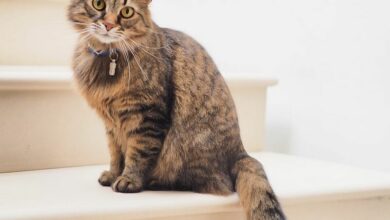 Can you adopt Thai stray cats?