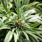 Cannabis legalisation in Thailand: Social attitudes on marijuana | Thaiger