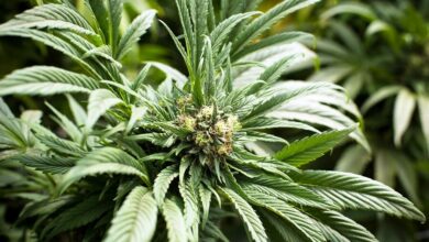 Cannabis hemp act: Thailand’s bold step towards transformation | Thaiger