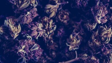 Reset your cannabis tolerance: Why & how to do it | Thaiger