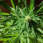 Investing in Thailand&#8217;s cannabis industry | Thaiger