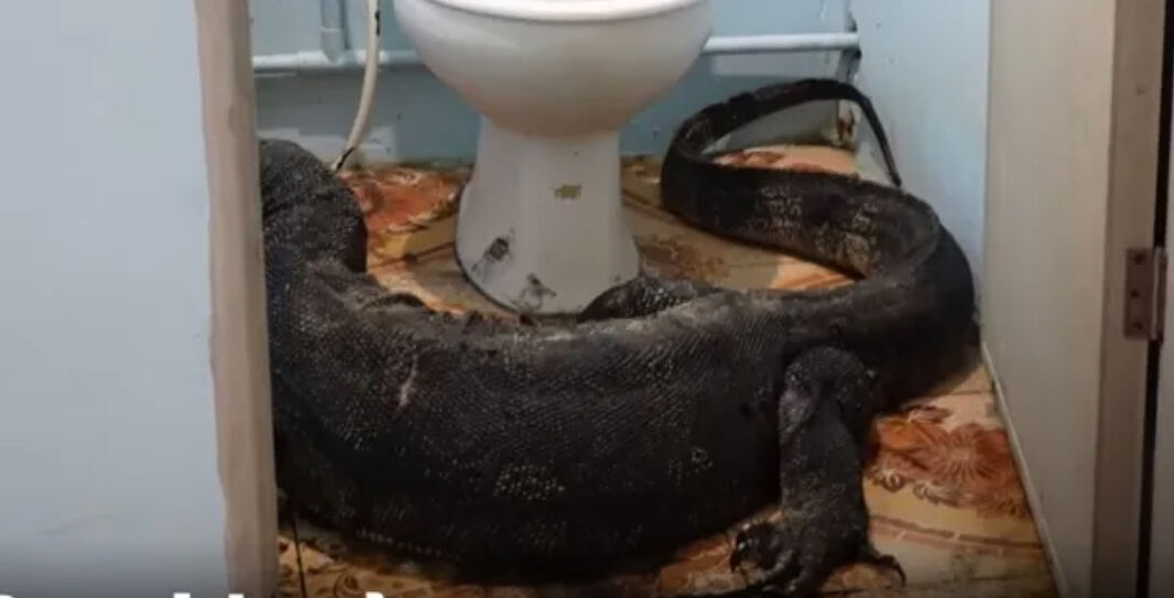 Monitor lizard’s big bathroom splash surprises couple in Thailand