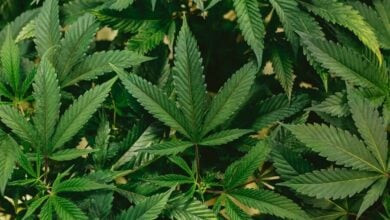 Cannabis pricing in Thailand: A path to equitable market practices | Thaiger