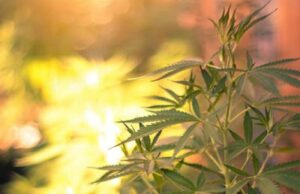 Best cannabis strains to grow outdoors