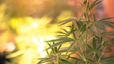 Best cannabis strains to grow outdoors