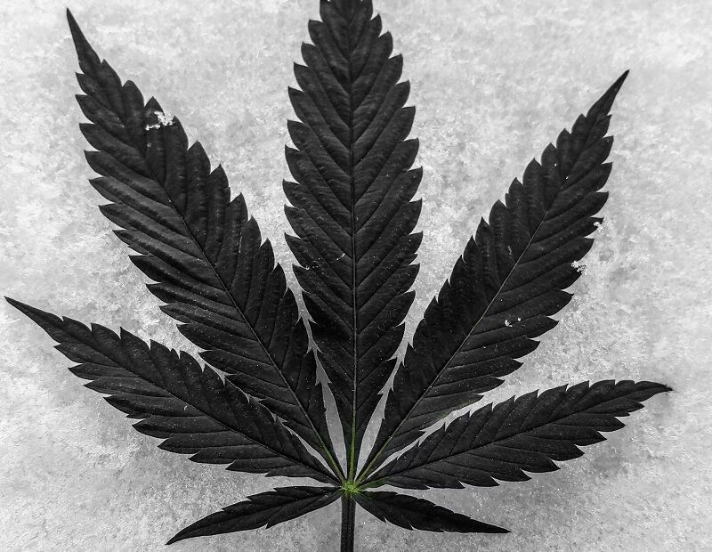 Hybrid vs pure: The ultimate cannabis face-off revealed | News by Thaiger