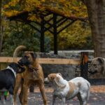 Can you adopt stray dogs in Thailand? | Thaiger