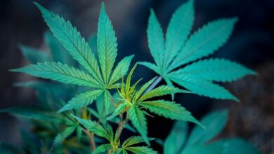 Is cannabis the answer to chronic pain? | Thaiger