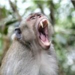 Monkey mayhem: Tails of mischief make headlines worldwide | Thaiger
