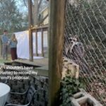 A romantic marriage proposal meets a raccoon (video) | Thaiger