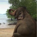 Northern Thailand welcomes famed elephant &#8216;Indy Jumbo&#8217; (video) | Thaiger