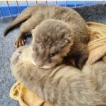 Man nabbed for illegal otter trade in wildlife bust in Chachoengsao | Thaiger