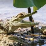 Rare Siamese crocodile hatchlings spotted in Nakhon Sawan | Thaiger