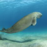 Dugong survival threatened by seagrass decline in Andaman Sea | Thaiger