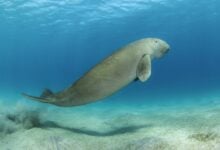 Dugong survival threatened by seagrass decline in Andaman Sea
