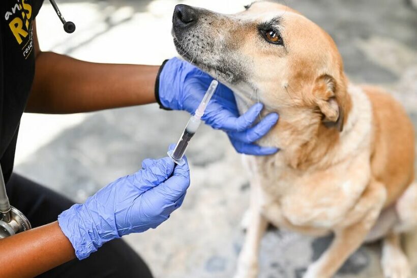 Beat rabies now: Essential tips to stay safe | News by Thaiger