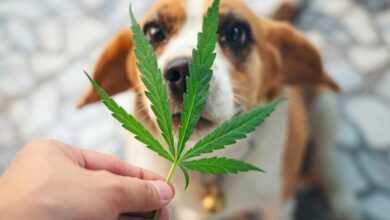 A new era for pets: Thailand’s cannabis veterinary solutions