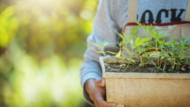 Grow your cannabis network: Top sites & tips for success