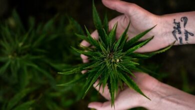Top cannabis strains to grow in Thailand revealed | Thaiger