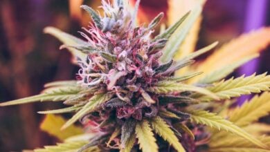 Recreational vs medical use of Cannabis in Thailand | Thaiger