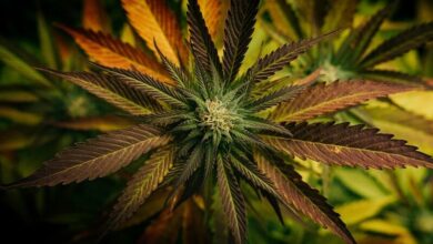 Thailand’s cannabis boom: Mega economic impact unveiled | Thaiger