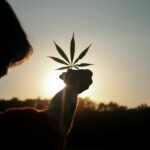 The pros and cons of cannabis legalisation in Thailand | Thaiger