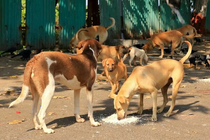 Can you adopt stray dogs in Thailand? | News by Thaiger