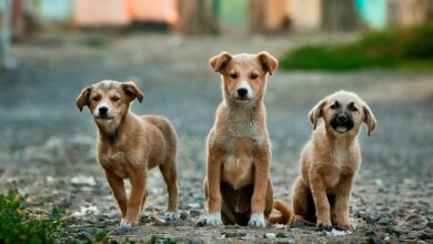 How to maintain safety around stray dogs in Thailand: Must-know tips