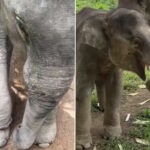 Freed baby elephant Tofu begins new life in sanctuary (video) | Thaiger